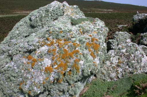 Lichen on rock