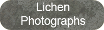 Websites with photographs of lichens